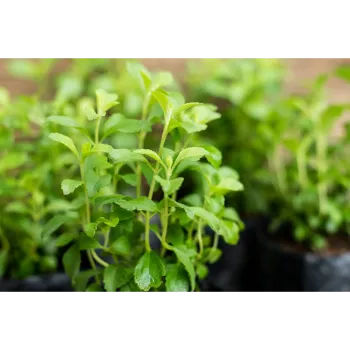 Fresh Stevia Plants